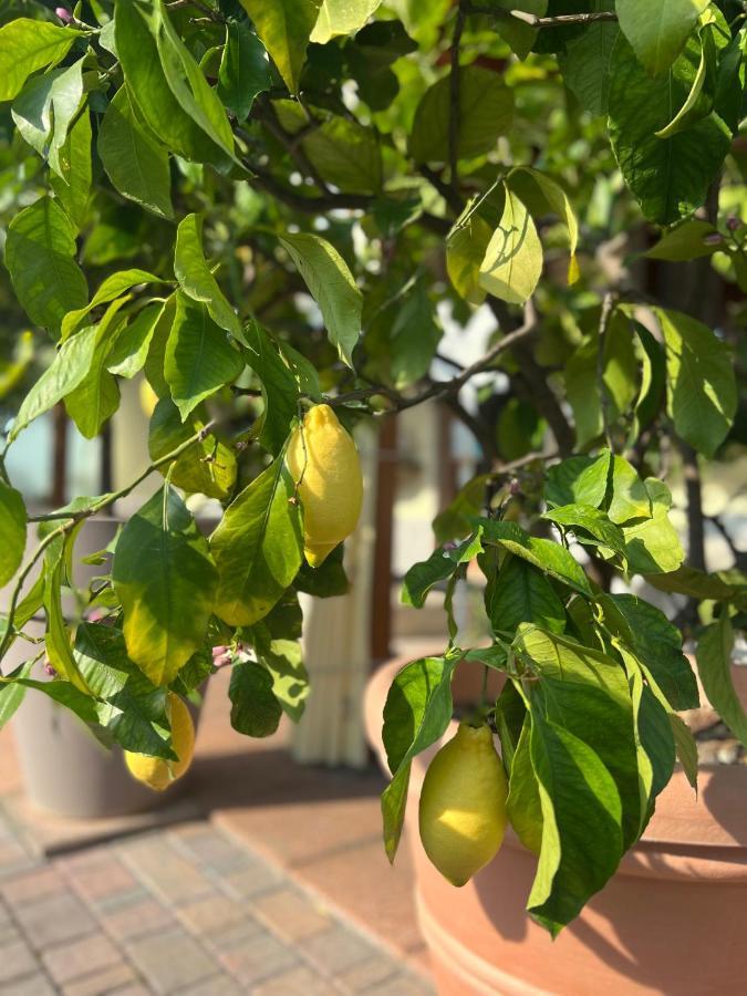 La Mimosa Lazise Hotell Eksteriør bilde